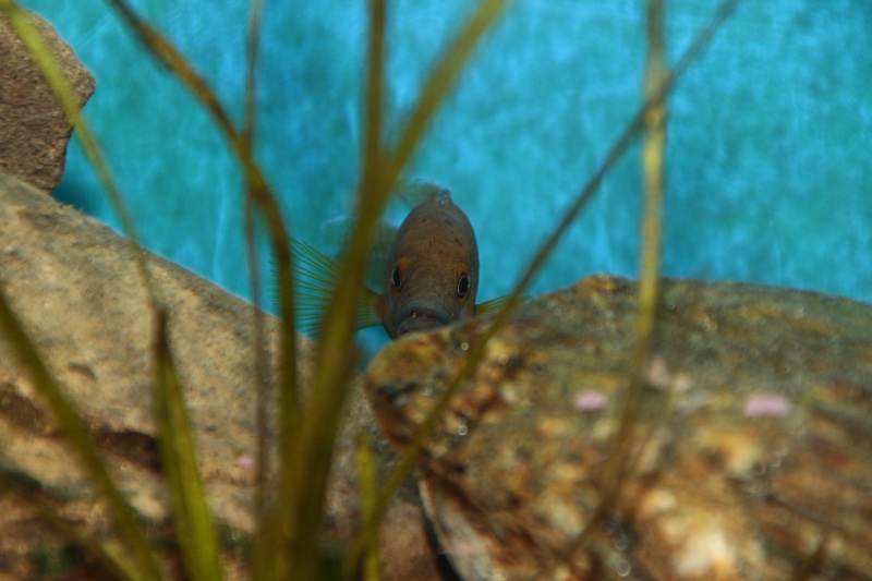 Neolamprologus niger 'Kiriza'